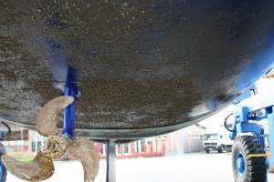 antifouling