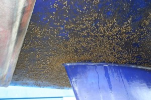 antifouling