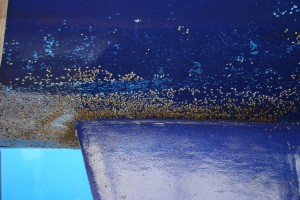 antifouling