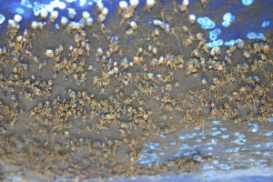 antifouling