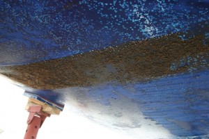 antifouling